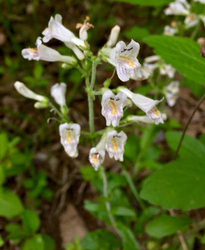 Penstemon pallidus (Pale Beardtongue)