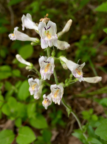Penstemon pallidus (Pale Beardtongue)