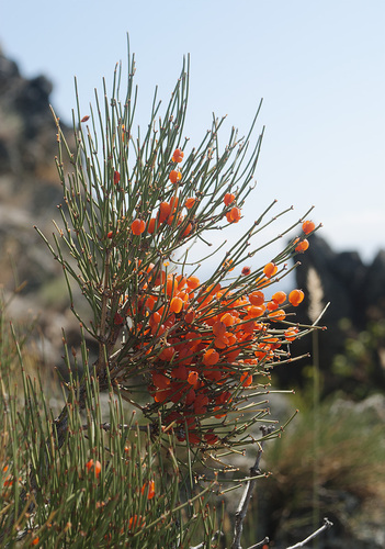 Ephedra (Jointfirs)