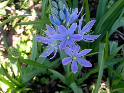 Camassia leichtlinii subsp. suksdorfii (alternate view 4)
