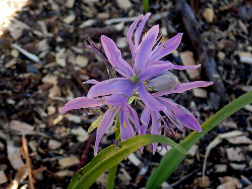 Camassia leichtlinii subsp. suksdorfii (alternate view 5)