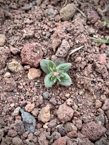 Microsteris gracilis (slender phlox) (alternate view 4)