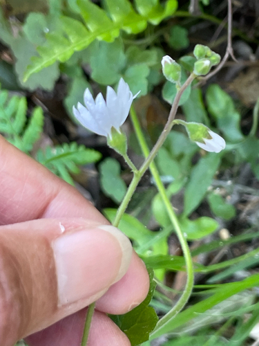 Lithophragma affine (San Francisco woodland-star) (alternate view 2)