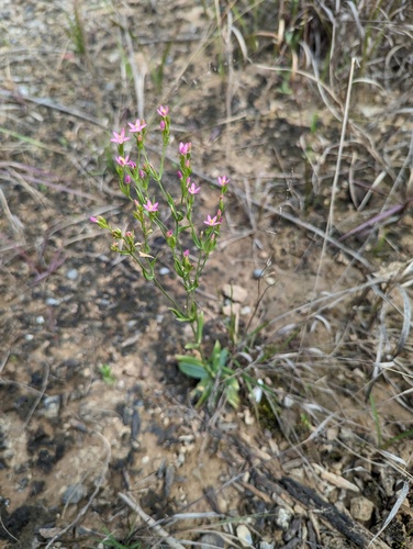 Centaurium tenuiflorum (Slender Centaury) (alternate view 6)