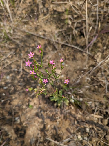 Centaurium tenuiflorum (Slender Centaury) (alternate view 7)