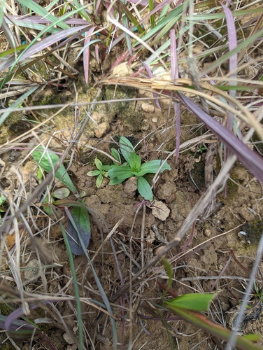 Centaurium tenuiflorum (Slender Centaury) (alternate view 8)