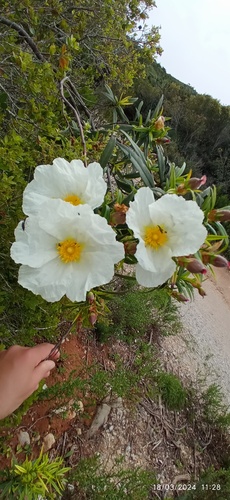 Cistus ladanifer (Gum Rockrose)
