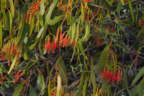 Amyema miquelii (Box Mistletoe) (alternate view 5)
