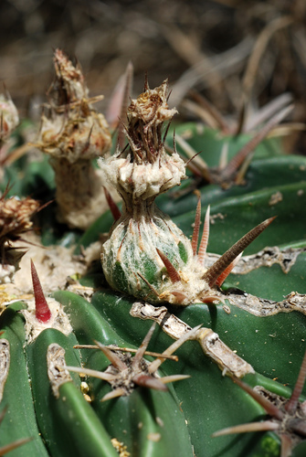 Homalocephala texensis (Horse Crippler Cactus) (alternate view 7)
