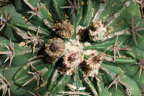 Homalocephala texensis (Horse Crippler Cactus) (alternate view 8)