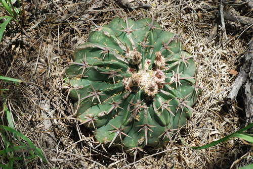 Homalocephala texensis (Horse Crippler Cactus) (alternate view 9)