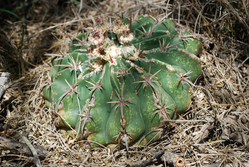 Homalocephala texensis (Horse Crippler Cactus) (alternate view 10)