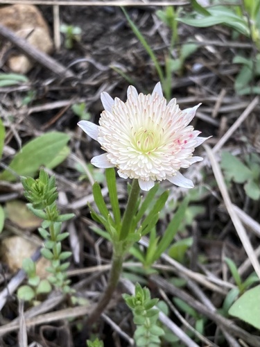 Anemone berlandieri (Tenpetal Anemone) (alternate view 6)