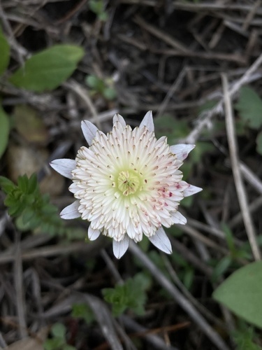 Anemone berlandieri (Tenpetal Anemone) (alternate view 7)