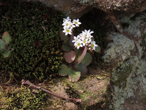Micranthes virginiensis (Virginia saxifrage) (alternate view 9)
