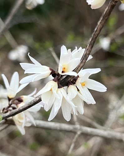 Abeliophyllum distichum (White Forsythia)