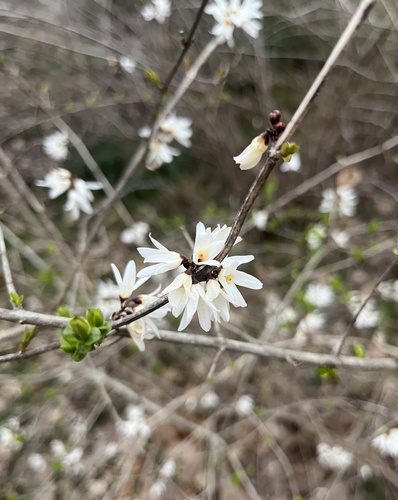 Abeliophyllum distichum (White Forsythia) (alternate view 2)