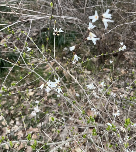 Abeliophyllum distichum (White Forsythia) (alternate view 3)