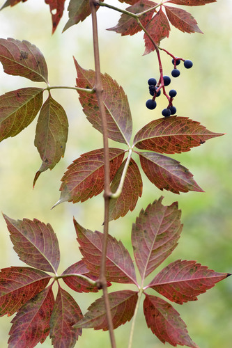 Parthenocissus inserta (thicket creeper)