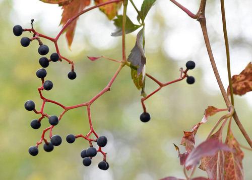 Parthenocissus inserta (thicket creeper)