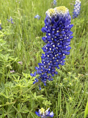 Lupinus texensis (Texas bluebonnet)