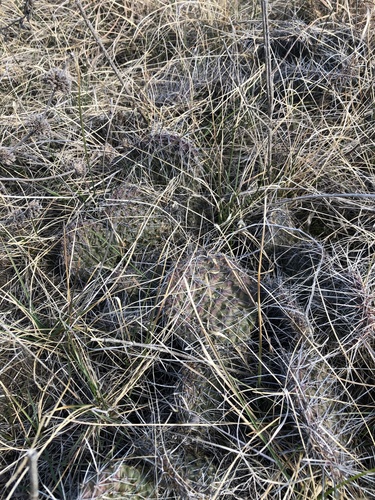 Opuntia polyacantha (Plains Pricklypear)