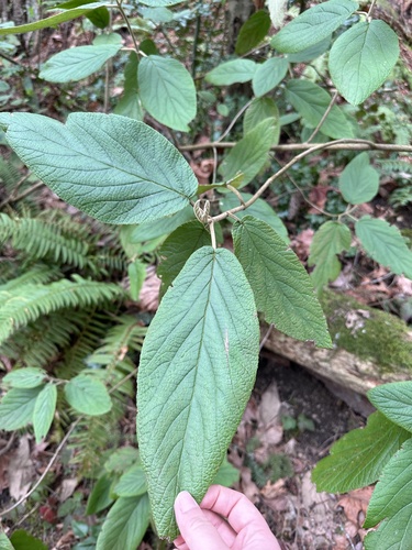 Viburnum × rhytidophylloides (lantanaphyllum viburnum) (alternate view 2)