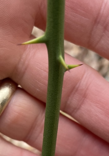 Smilax rotundifolia (roundleaf greenbrier)