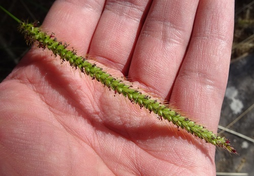 Setaria parviflora (knotroot bristlegrass) (alternate view 6)