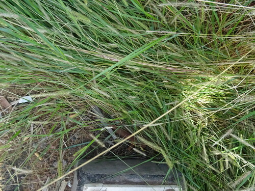 Setaria parviflora (knotroot bristlegrass) (alternate view 7)