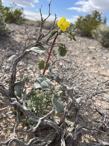 Chylismia brevipes (Golden Suncup) (alternate view 4)