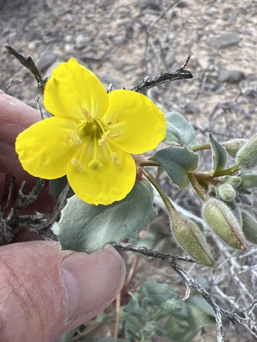 Chylismia brevipes (Golden Suncup) (alternate view 5)