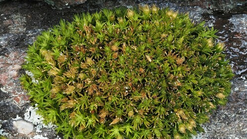Orthotrichum (Bristle mosses) (alternate view 7)