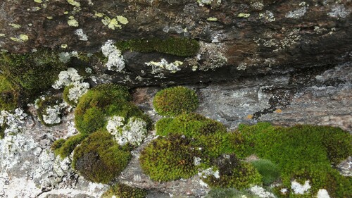 Orthotrichum (Bristle mosses) (alternate view 9)