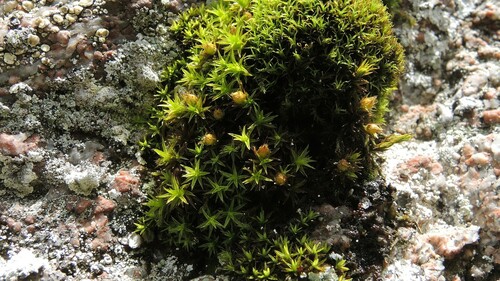 Orthotrichum (Bristle mosses) (alternate view 8)