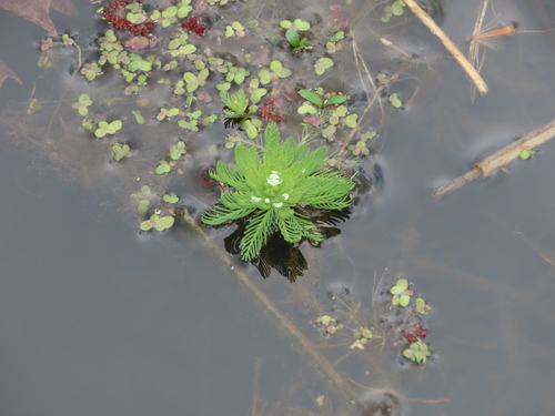 Myriophyllum aquaticum (parrotfeather) (alternate view 2)