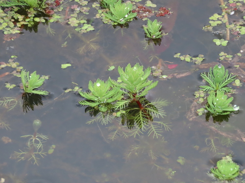 Myriophyllum aquaticum (parrotfeather)