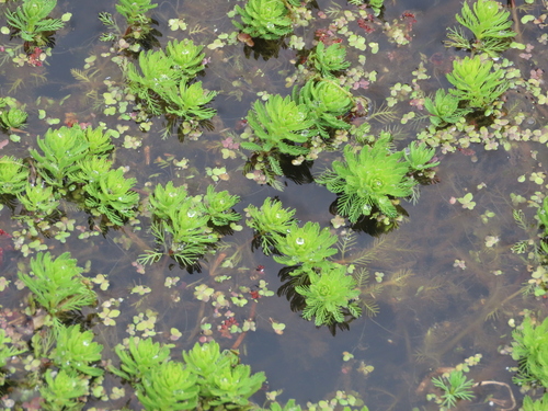 Myriophyllum aquaticum (parrotfeather) (alternate view 3)