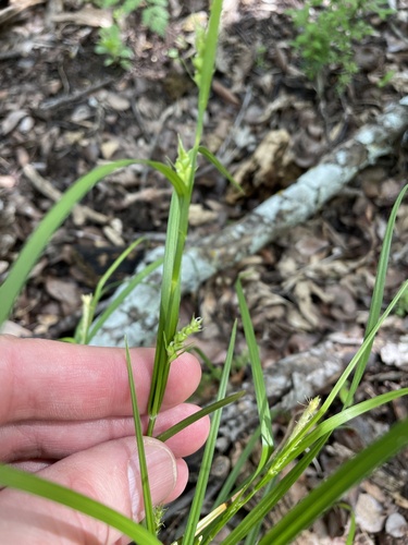 Carex blanda (eastern woodland sedge) (alternate view 2)