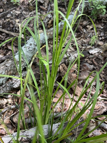 Carex blanda (eastern woodland sedge) (alternate view 3)
