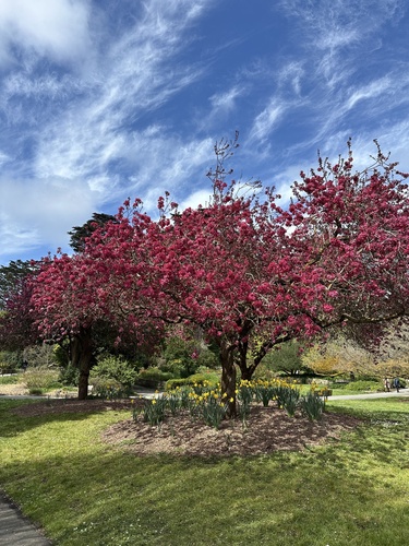 Malus × floribunda (Japanese Crabapple) (alternate view 6)