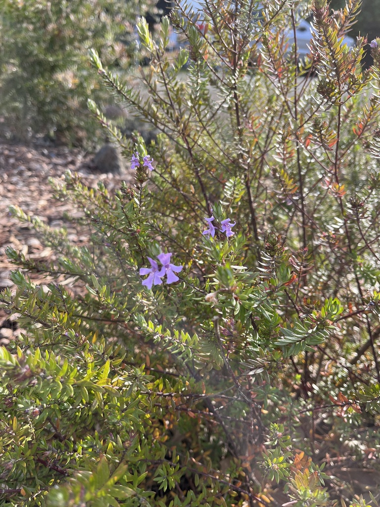 Westringia glabra, Violet westringia — upright evergreen (Lamiaceae) (image 10 of 10)