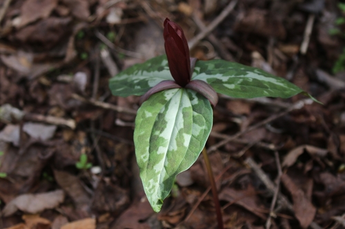 Trillium decipiens (alternate view 5)
