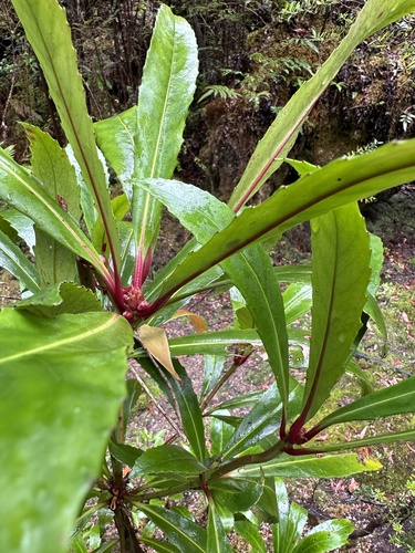 Anopterus glandulosus (Tasmanian laurel)
