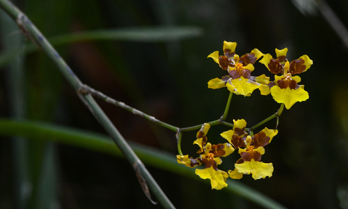 Oncidium sphacelatum (Spider Orchid Bush)