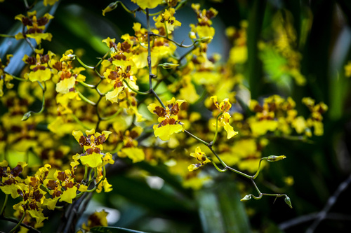 Oncidium sphacelatum (Spider Orchid Bush)