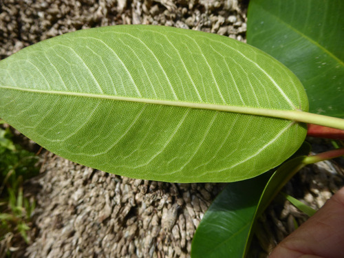 Ficus macrophylla (Moreton Bay fig) (alternate view 2)
