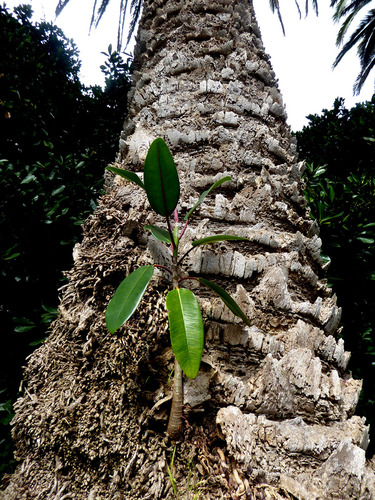 Ficus macrophylla (Moreton Bay fig) (alternate view 3)