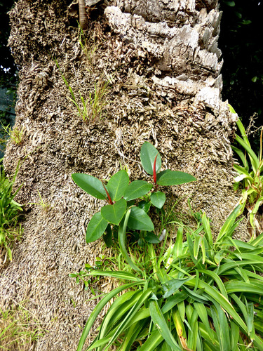 Ficus macrophylla (Moreton Bay fig) (alternate view 4)