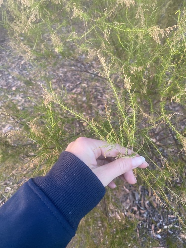 Cassinia sifton (Sifton Bush)